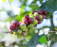 Nuestro café: Con aroma de gente buena, de pasión y tradición