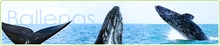 C7256_25960_ballenas