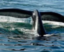 ballenas