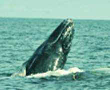 ballena